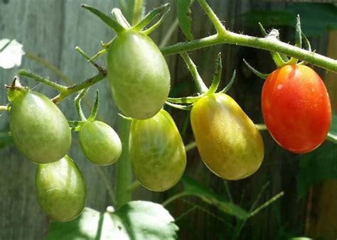 Pictures of Roma Tomatoes: A Photo Guide